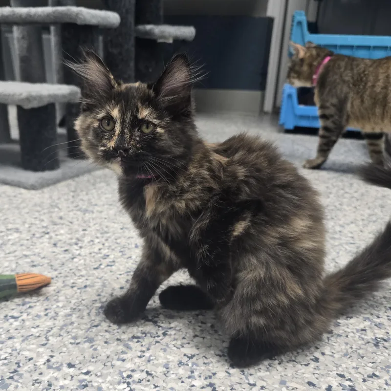 A baby medium-sized female Tortoiseshell Domestic Long Hair cat named Raspberry for adoption in Farmington, MO