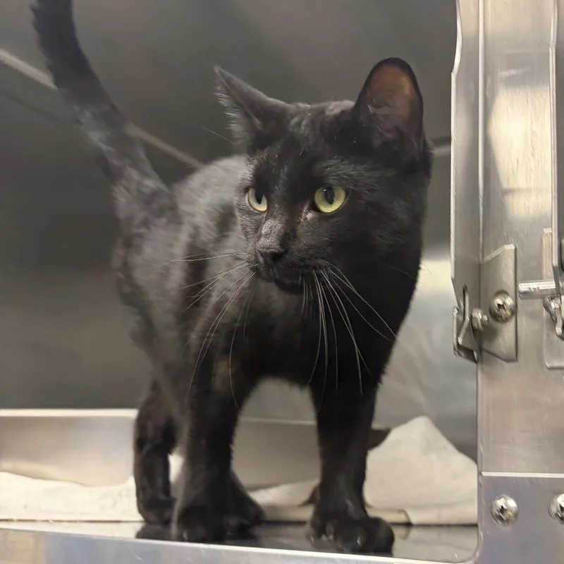 An adult small-sized male Black Domestic Short Hair cat named Purrfessor Snape C for adoption in Princeton, MN