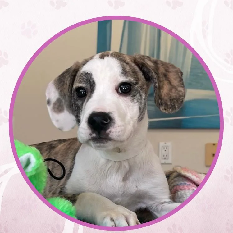 Warm Musk thumbnail 2