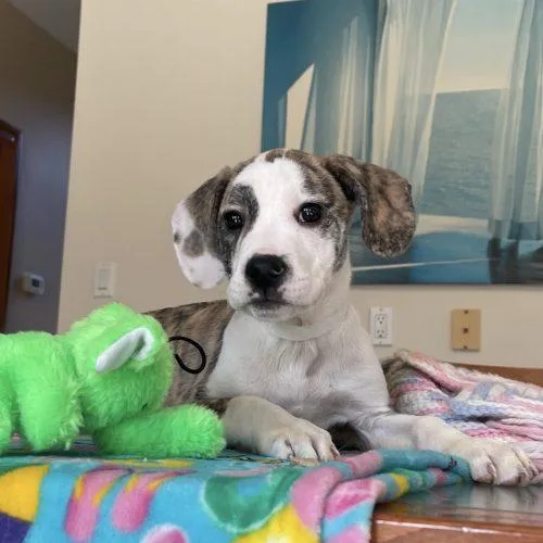 Warm Musk thumbnail 3