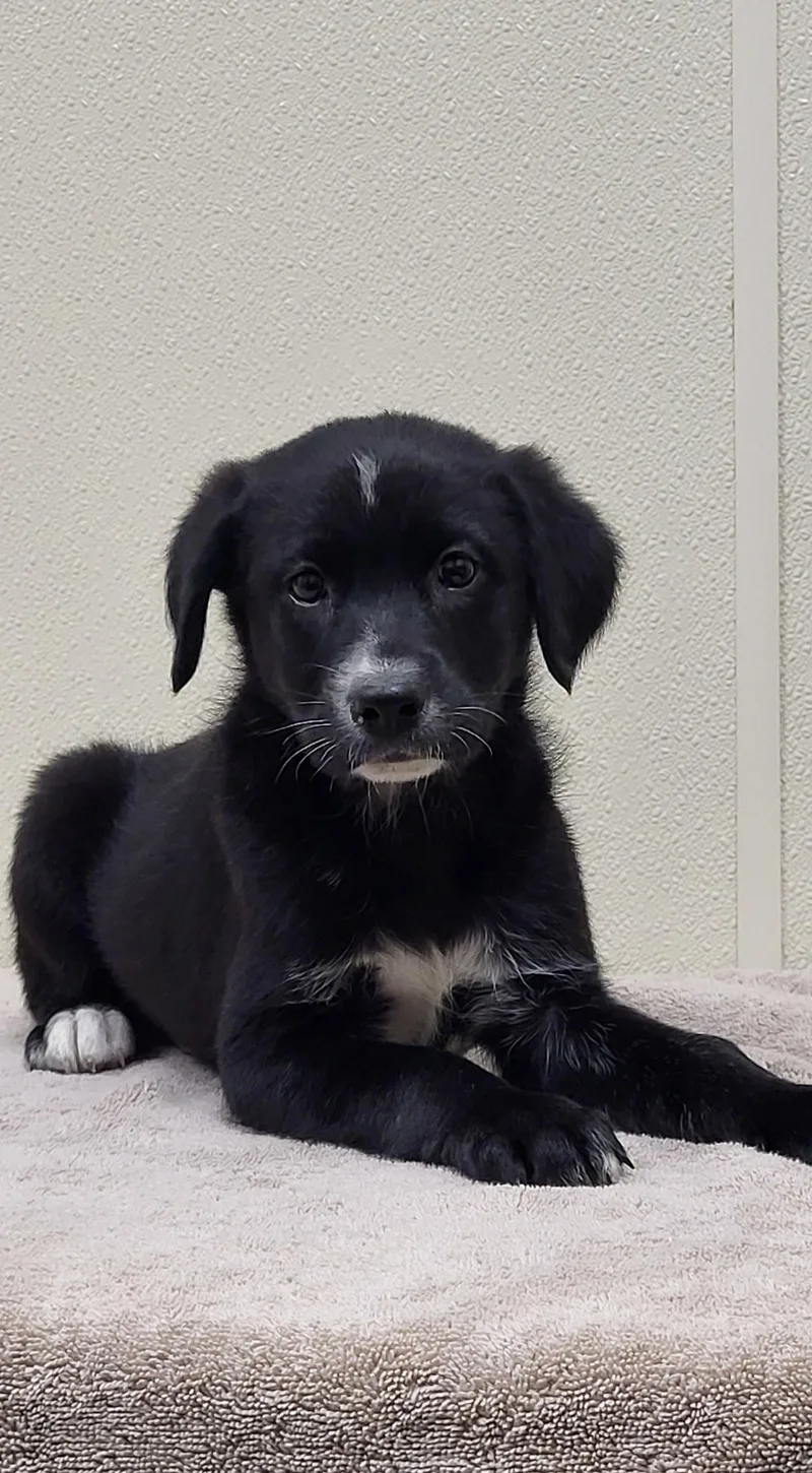 A baby medium-sized male Black Border Collie dog named Snips for adoption in Marion, MS