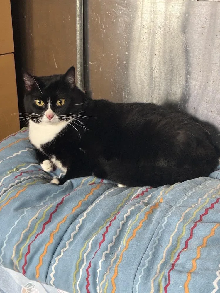 An adult large-sized female Black & White / Tuxedo Domestic Short Hair cat named Raven for adoption in Randolph, MA