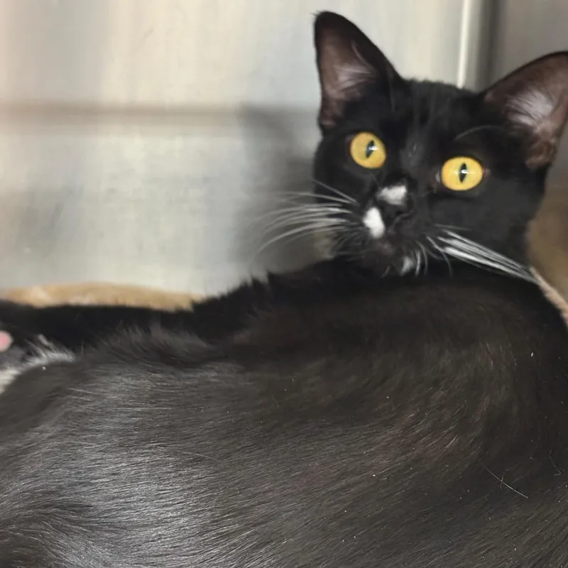 A young medium-sized female Domestic Short Hair cat named Equinox for adoption in Spokane, WA