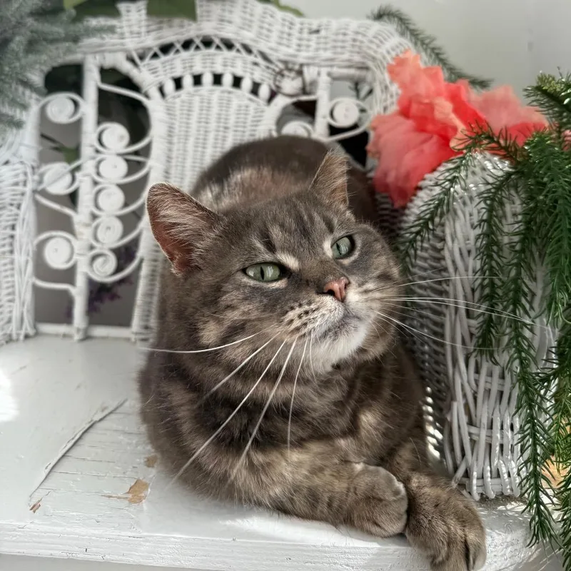 An adult medium-sized female Brown / Chocolate Domestic Short Hair cat named Chicken Fries for adoption in Eaton Rapids, MI