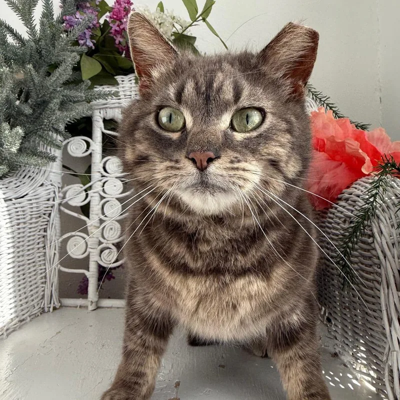 Chicken Fries thumbnail 2