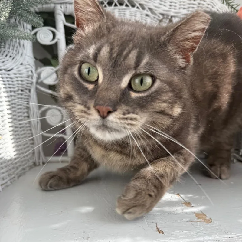 Chicken Fries thumbnail 3