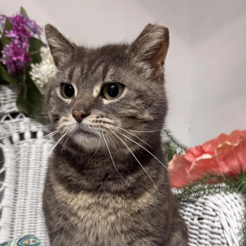 Chicken Fries thumbnail 4