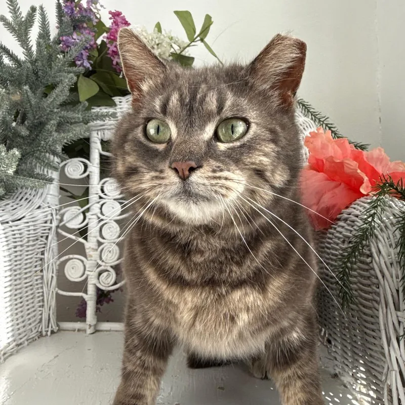 Chicken Fries thumbnail 5