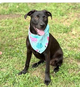 An adult medium-sized female Mixed Breed dog named Brittany for adoption in West Chester, PA