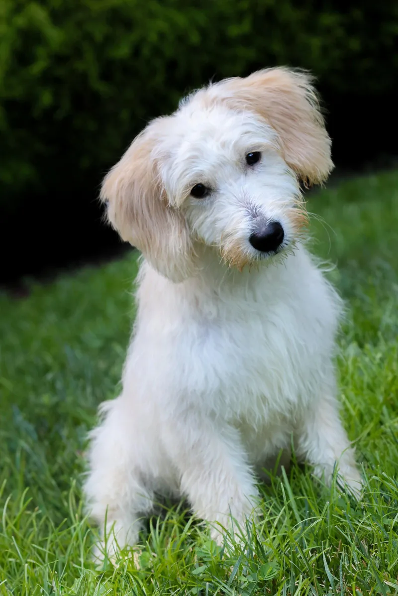 A baby medium-sized male Wheaten Terrier dog named Kirby Kyle for adoption in Alpharetta, GA