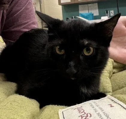 A baby small-sized female Domestic Short Hair cat named Josephine for adoption in Fishers, IN