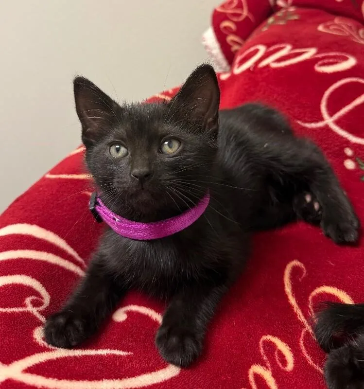 A young small-sized female Domestic Medium Hair cat named Zelda for adoption in Yankton, SD