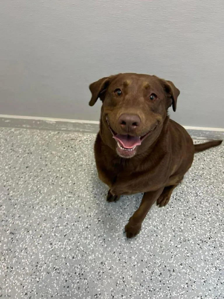 A young medium-sized female Labrador Retriever dog named Gracie for adoption in New Bern, NC