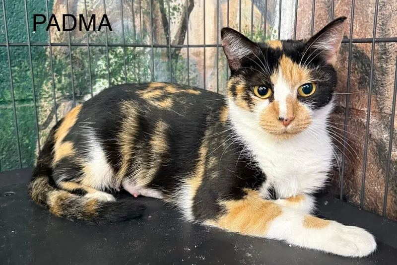 Padma Calico thumbnail 2