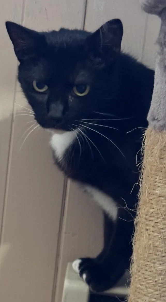 An adult medium-sized female Black & White / Tuxedo Domestic Short Hair cat named Raven for adoption in Taunton, MA