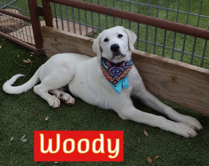 Woody thumbnail 5