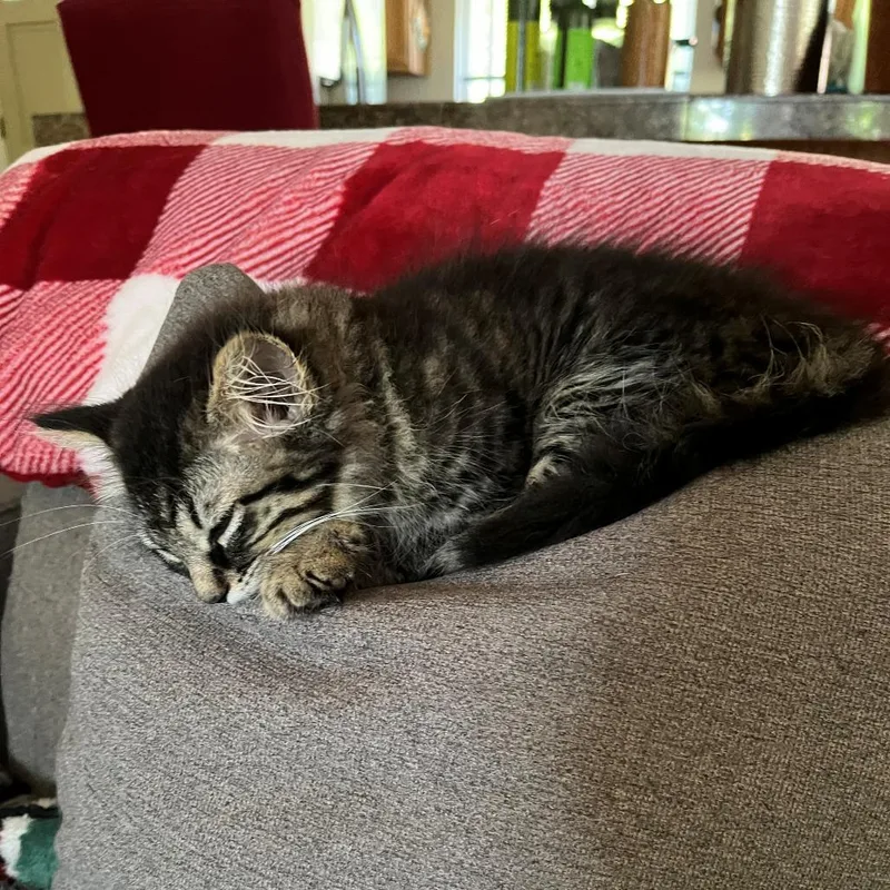 A baby small-sized female Brown / Chocolate Domestic Long Hair cat named Sasha for adoption in Santa Rosa, CA
