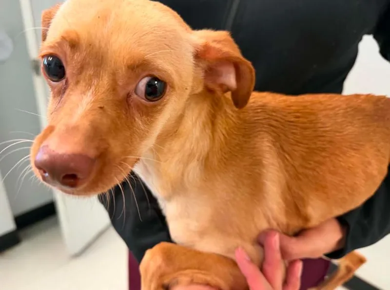 A young small-sized male Chihuahua dog named Teddy Bear In Tx for adoption in Cranston, RI