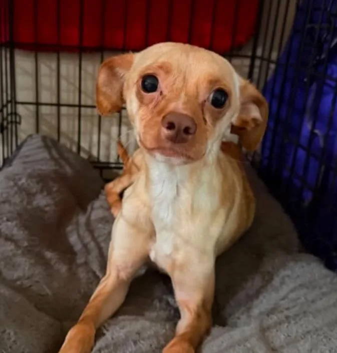 Teddy Bear In Tx thumbnail 2