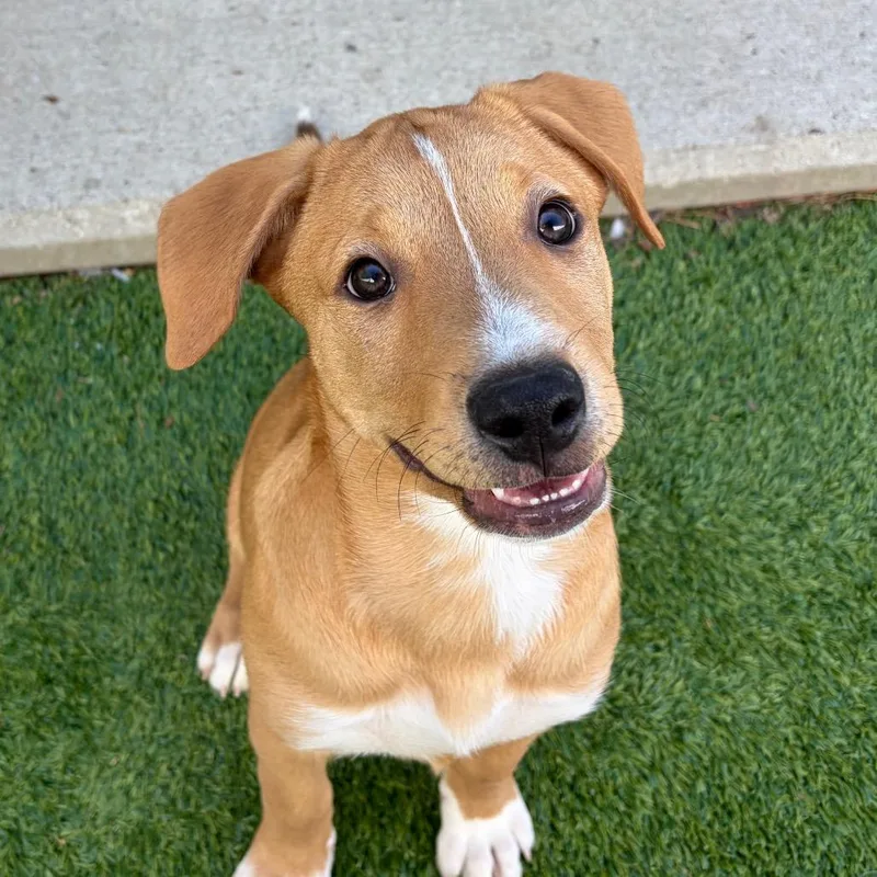 A baby small-sized male Yellow / Tan / Blond / Fawn Labrador Retriever dog named Lowry for adoption in Bedford, NH