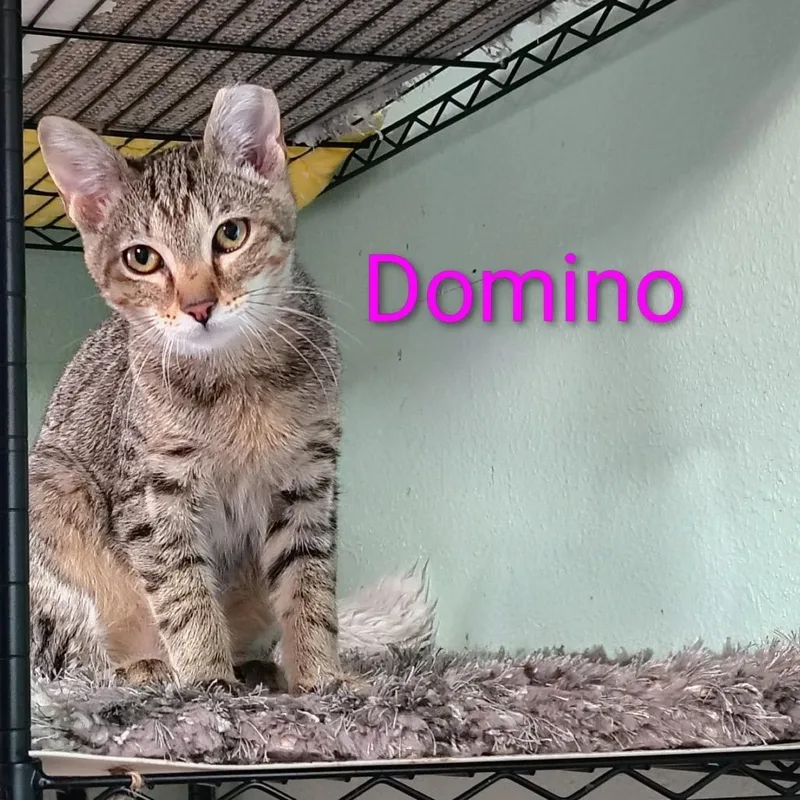 A baby small-sized female Brown / Chocolate Domestic Short Hair cat named Domino for adoption in Spokane, WA