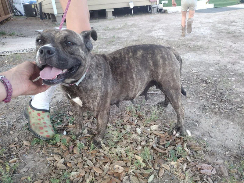 An adult small-sized female Brindle American Bully dog named Boba for adoption in Donna, TX