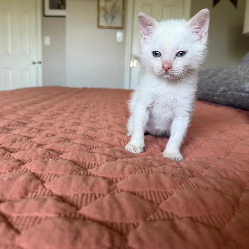 A baby small-sized male White Domestic Short Hair cat named Leche for adoption in Sunrise, FL
