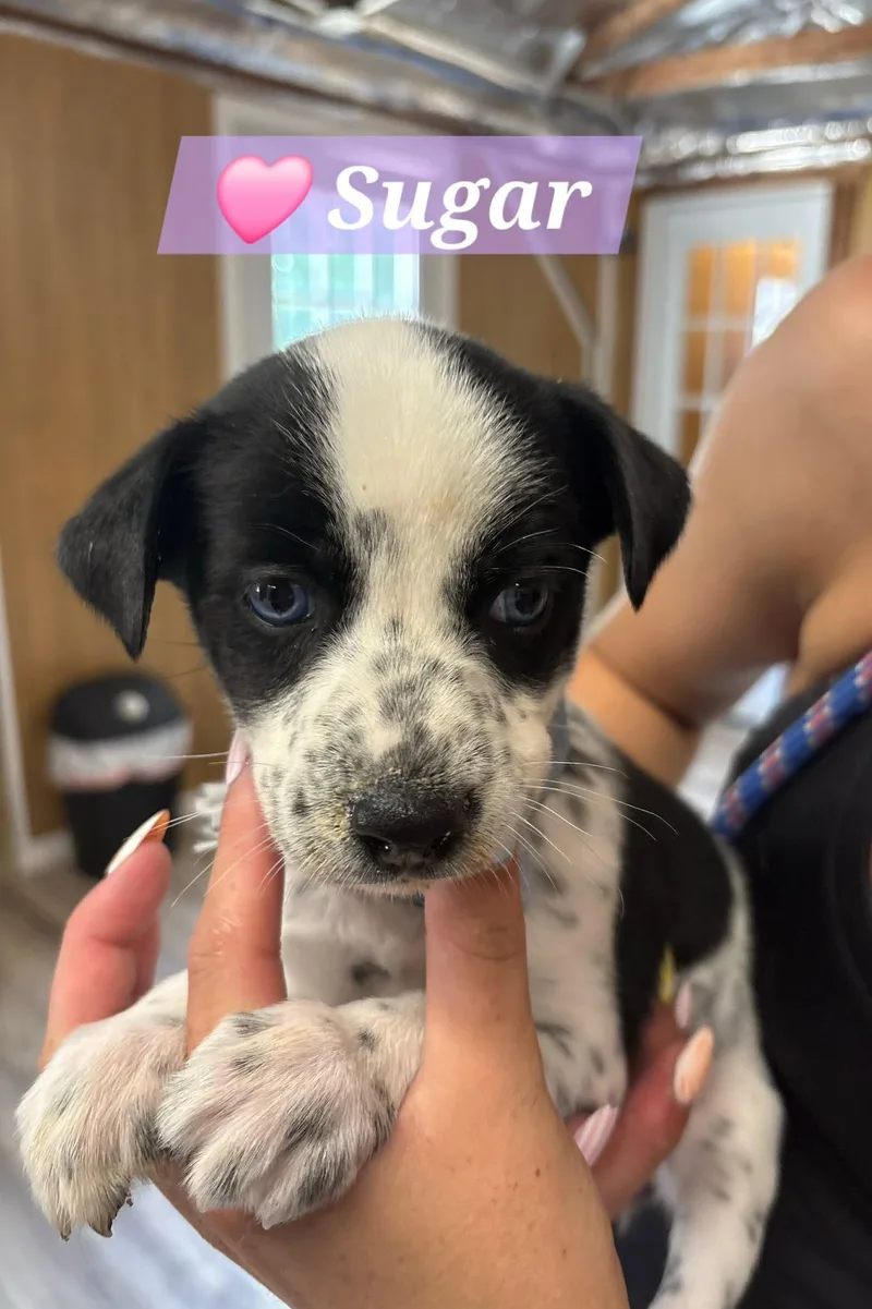 A baby medium-sized female Black Husky dog named Sugar for adoption in North Olmsted, OH