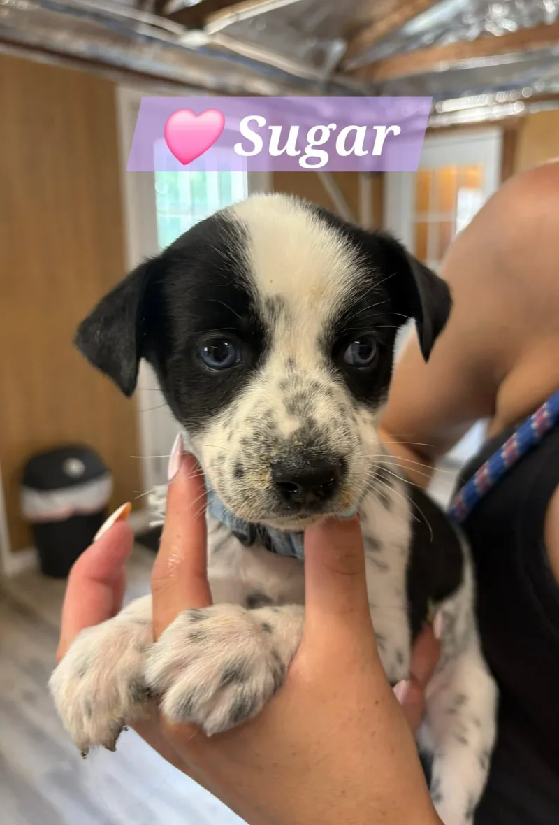 Sugar thumbnail 2