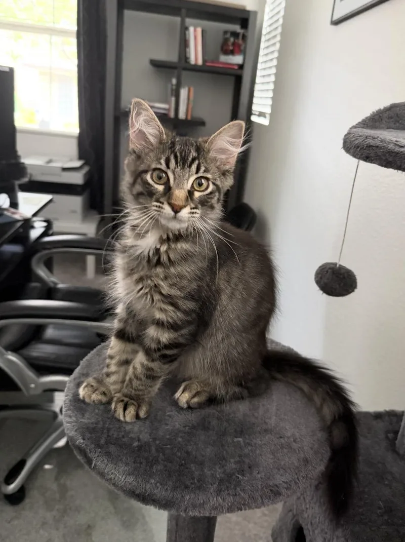 A young medium-sized male Tabby (Brown / Chocolate) Domestic Medium Hair cat named Jake for adoption in Las Vegas, NV
