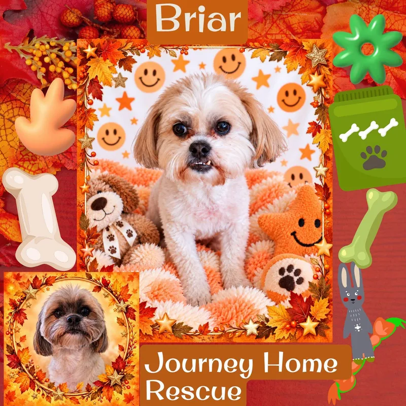 Briar