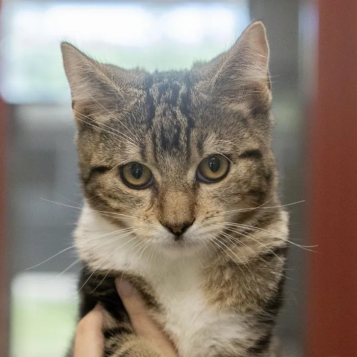 A baby medium-sized male Tabby (Brown / Chocolate) Domestic Short Hair cat named Chicken for adoption in Slidell, LA