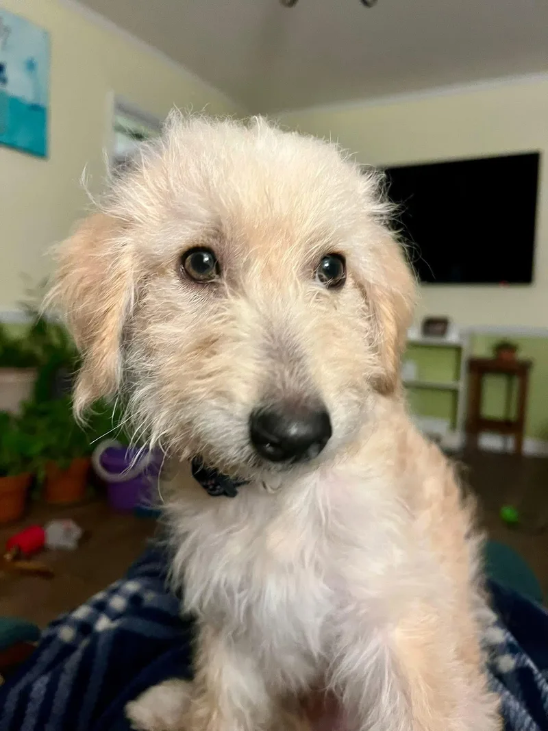 A baby medium-sized male Wirehaired Terrier dog named Russel for adoption in Portland, ME