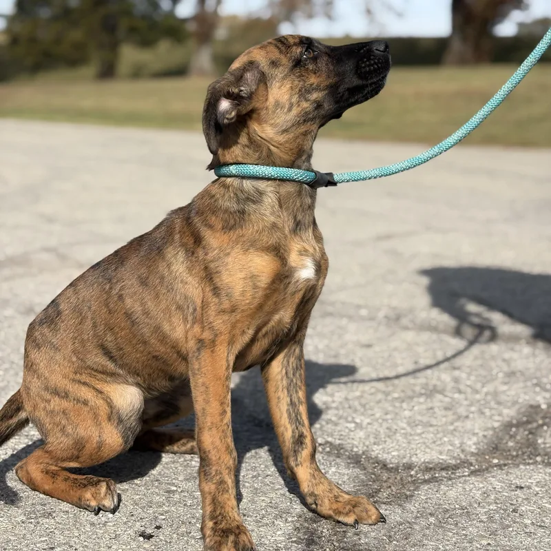 A baby medium-sized female Brindle Shepherd dog named Tigerlily for adoption in Bardstown, KY