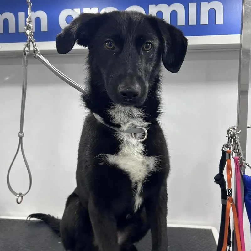 A young medium-sized male Black Border Collie dog named Nigiri for adoption in Columbia, SC