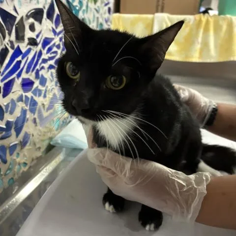 A young medium-sized female Domestic Short Hair cat named Tulip for adoption in Pensacola, FL