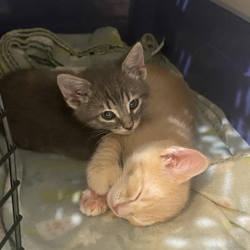A baby small-sized male Orange / Red Domestic Short Hair cat named Bingus for adoption in Cabot, AR