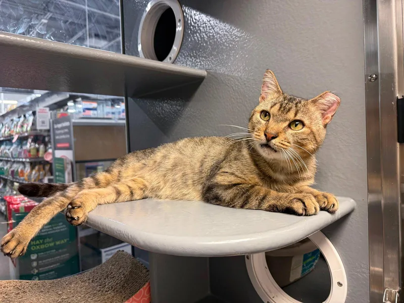 An adult medium-sized male Domestic Short Hair cat named Antonio KPS for adoption in Rockaway, NJ