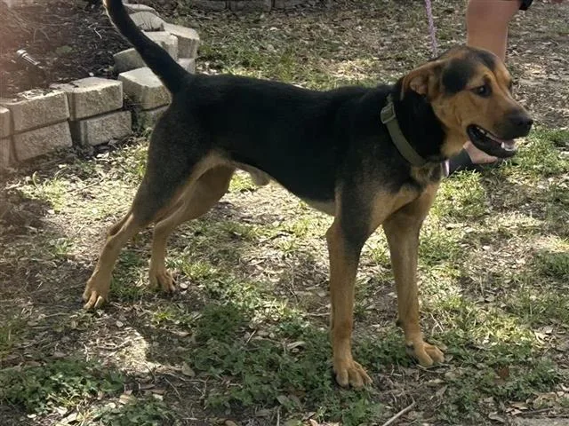 A young medium-sized male Rottweiler dog named A for adoption in Houston, TX