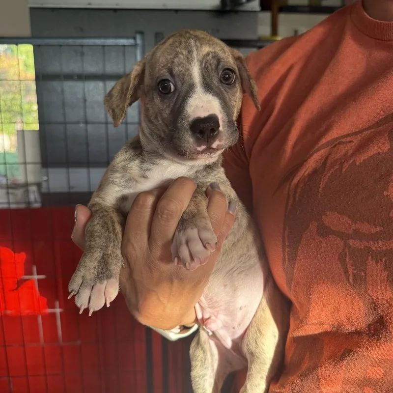 A baby medium-sized male Brindle Pit Bull Terrier dog named Sonny for adoption in Brentwood, CA
