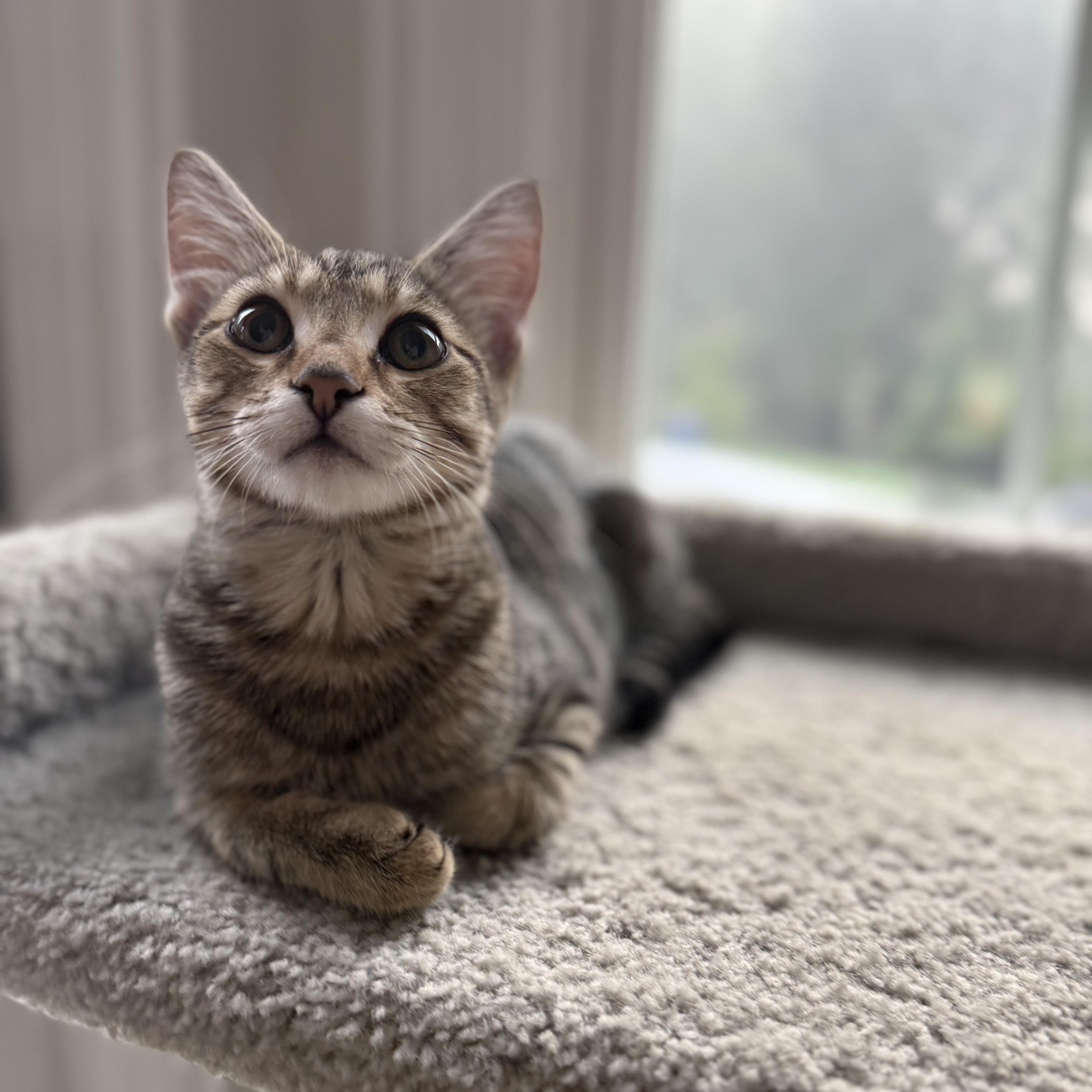 A baby medium-sized female Tabby (Brown / Chocolate) Domestic Short Hair cat named Pecan for adoption in Plainfield, IL