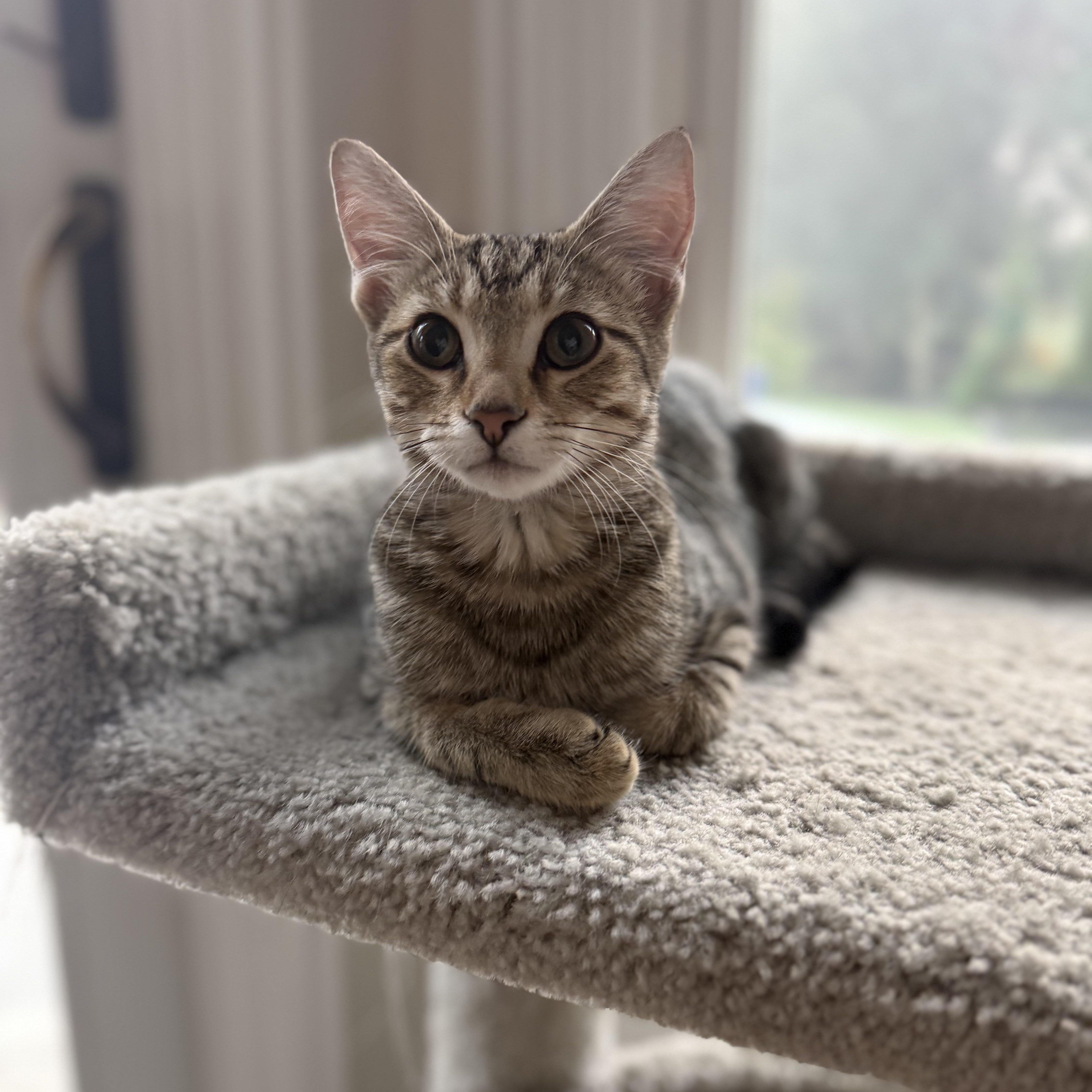 Pecan thumbnail 3