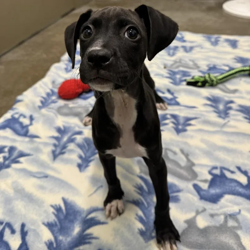 A baby medium-sized female Black Mixed Breed dog named Polar Bear for adoption in Washington Township, OH