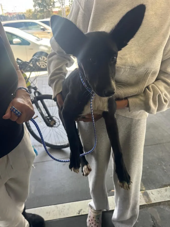 A baby medium-sized female Chihuahua dog named Chole for adoption in Los Angeles, CA