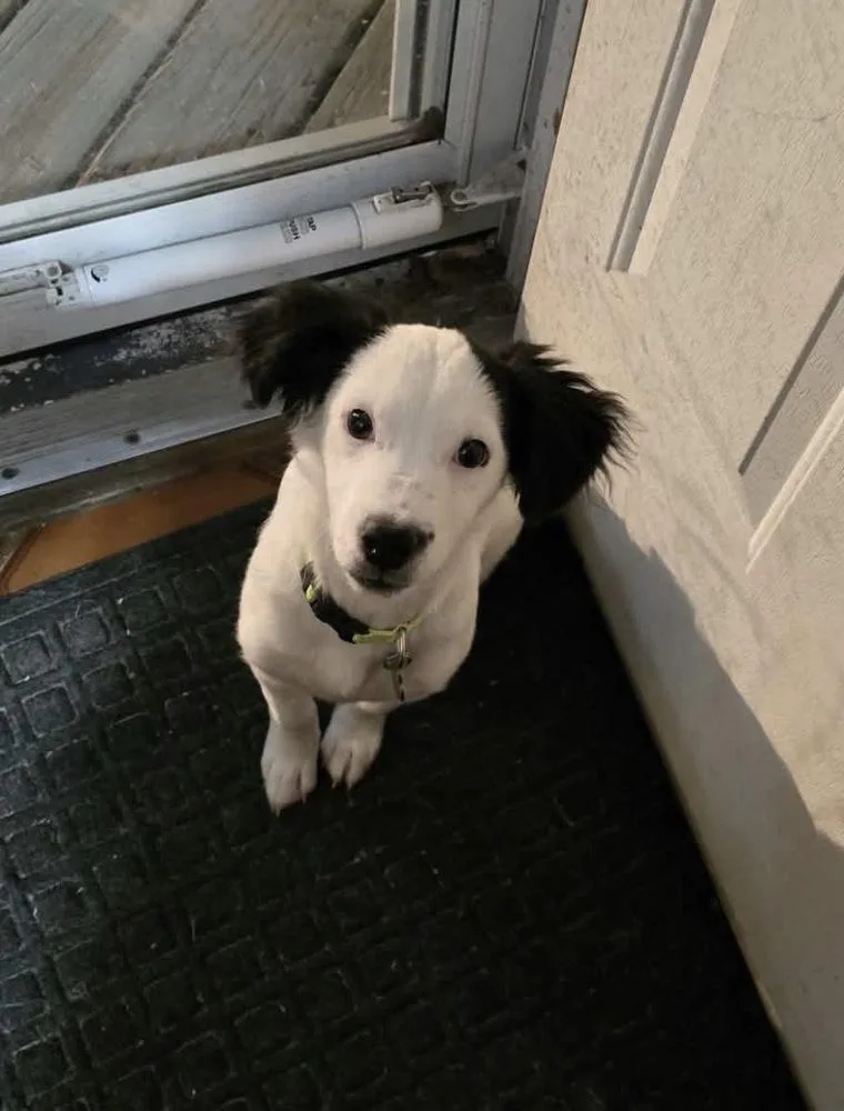 A baby small-sized male Terrier dog named Snoopy for adoption in Amherst, NY