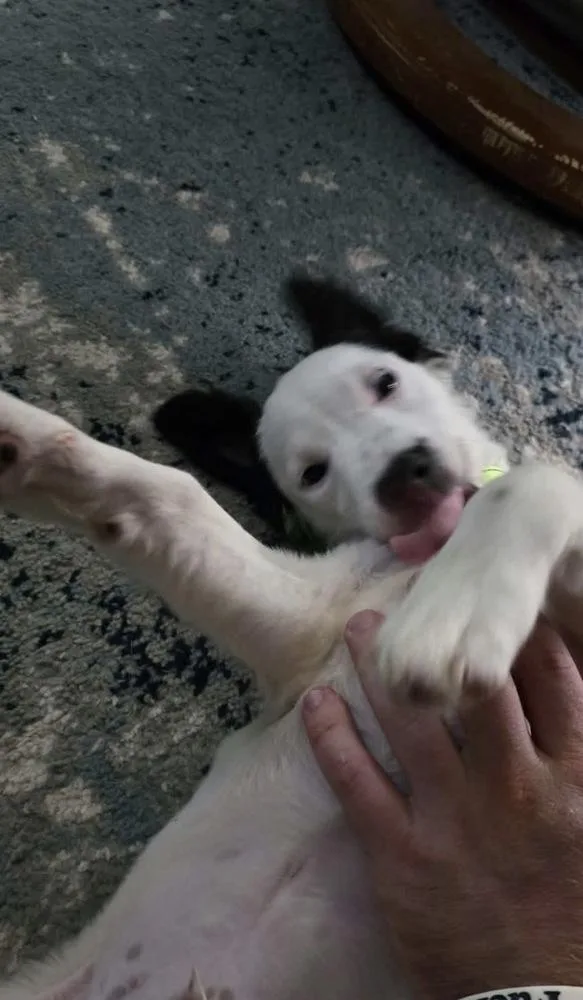Snoopy thumbnail 2