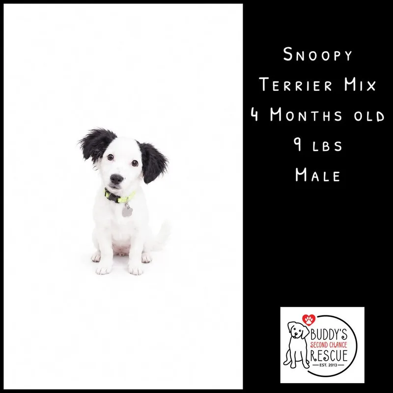 Snoopy thumbnail 4