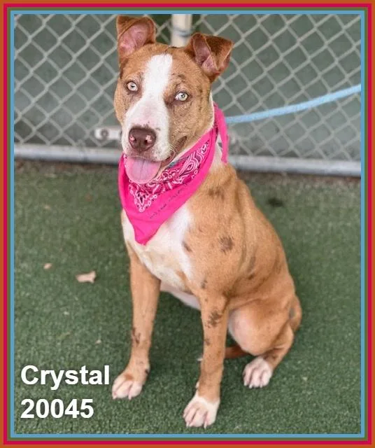 A young medium-sized female Yellow / Tan / Blond / Fawn Shepherd dog named Crystal for adoption in Marietta, GA