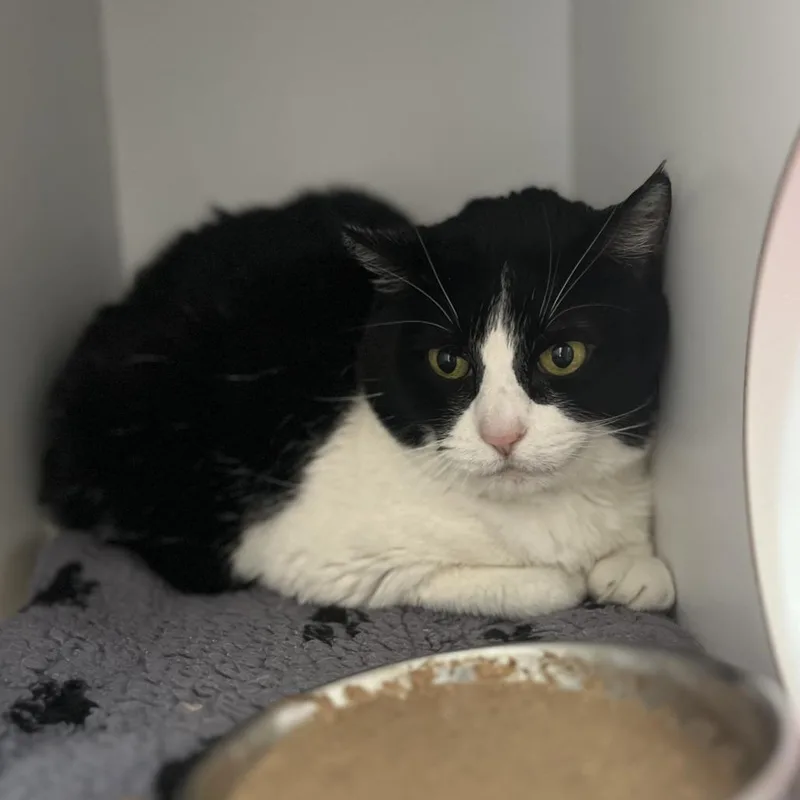 Freemont thumbnail 2