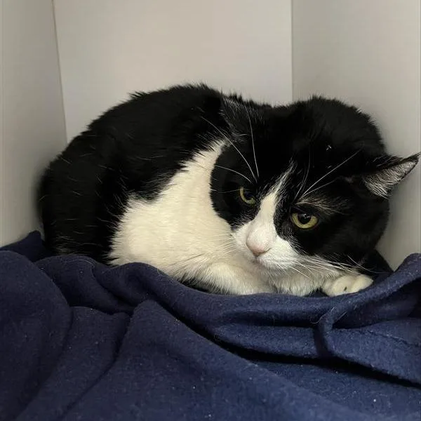 Freemont thumbnail 3